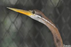 Bangpra Water Bird Breeding Station (P)