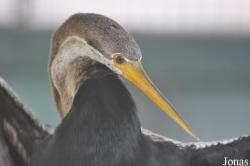 Bangpra Water Bird Breeding Station (P)