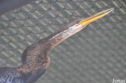 Bangpra Water Bird Breeding Station (P)