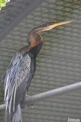 Bangpra Water Bird Breeding Station (P)