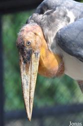 Bangpra Water Bird Breeding Station (P)