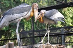 Bangpra Water Bird Breeding Station (P)