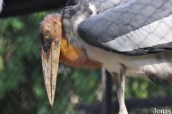 Bangpra Water Bird Breeding Station (P)