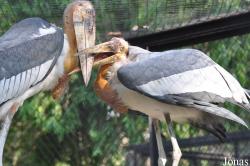 Bangpra Water Bird Breeding Station (P)