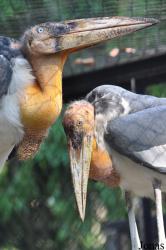 Bangpra Water Bird Breeding Station (P)