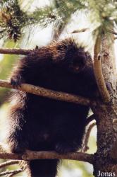 Zoo d'Amnéville