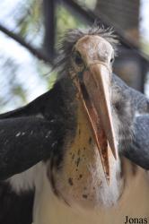 Bangpra Water Bird Breeding Station (P)