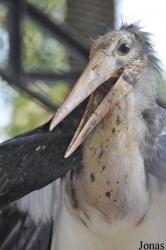 Bangpra Water Bird Breeding Station (P)