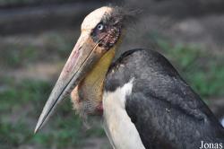 Bangpra Water Bird Breeding Station (P)