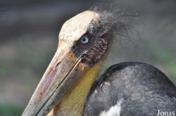 Bangpra Water Bird Breeding Station (P)
