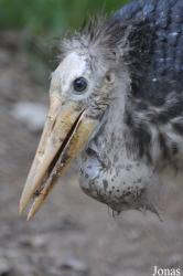Bangpra Water Bird Breeding Station (P)