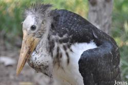 Bangpra Water Bird Breeding Station (P)