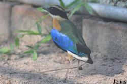 Bangpra Water Bird Breeding Station (P)