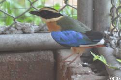 Bangpra Water Bird Breeding Station (P)
