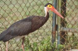 Bangpra Water Bird Breeding Station (P)