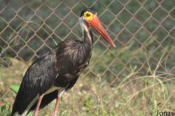 Bangpra Water Bird Breeding Station (P)