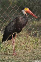 Bangpra Water Bird Breeding Station (P)