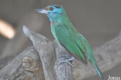 Bangpra Water Bird Breeding Station (P)