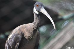 Bangpra Water Bird Breeding Station (P)