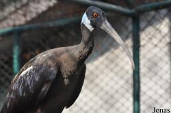 Bangpra Water Bird Breeding Station (P)