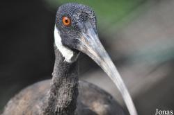 Bangpra Water Bird Breeding Station (P)
