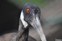 Bangpra Water Bird Breeding Station (P)