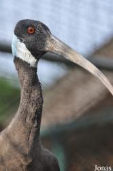 Bangpra Water Bird Breeding Station (P)