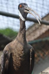 Bangpra Water Bird Breeding Station (P)