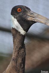 Bangpra Water Bird Breeding Station (P)