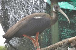 Bangpra Water Bird Breeding Station (P)