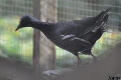 Bangpra Water Bird Breeding Station (P)