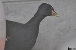 Bangpra Water Bird Breeding Station (P)