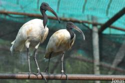 Bangpra Water Bird Breeding Station (P)