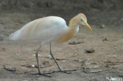 Bangpra Water Bird Breeding Station (P)