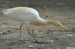 Bangpra Water Bird Breeding Station (P)