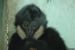 Shanghai Wild Animal Park