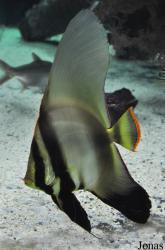 The Institute of Marine Science