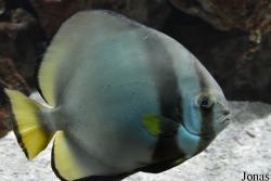 Platax pinnatus