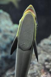 The Institute of Marine Science