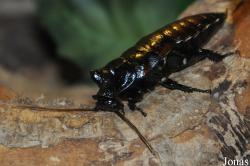 Blattidae