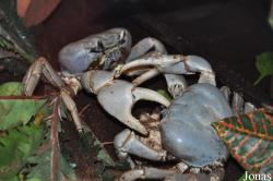 Discoplax hirtipes