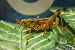 Romalea microptera