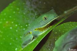 Cruziohyla calcarifer