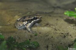 Mannophryne trinitatis