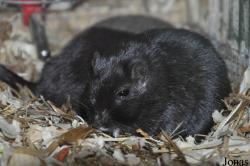 Rhombomys opimus