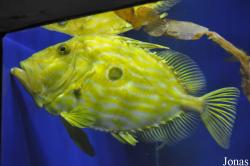 Zeidae