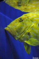 Blue Reef Aquarium