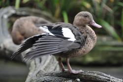 Cotswold Wildlife Park and Gardens