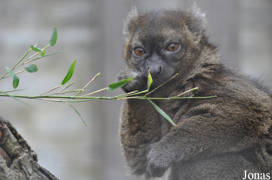 Cotswold Wildlife Park and Gardens