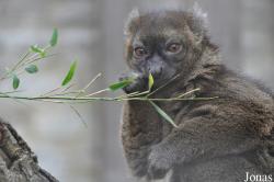 Cotswold Wildlife Park and Gardens